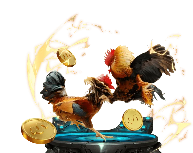 Chế độ dinh dưỡng và chăm sóc gà đá toàn diện